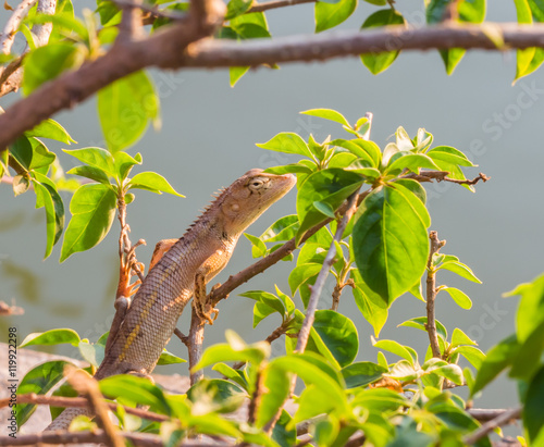 Residents of chameleon camouflage to survive in nature photo