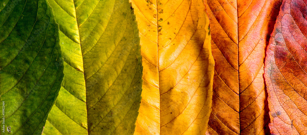 Autumn composition, colorful leaves in a row. Studio shot. - obrazy, fototapety, plakaty 