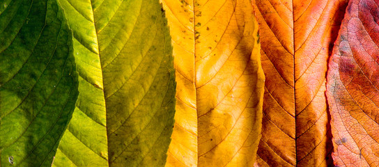 Autumn composition, colorful leaves in a row. Studio shot.