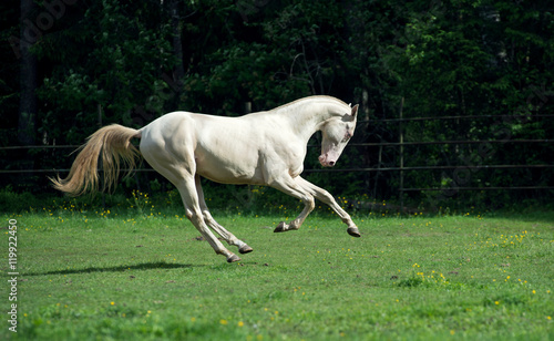 running creamello purebred akhalteke stallion in paddock