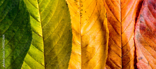 Autumn composition, colorful leaves in a row. Studio shot.