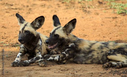 Two lying down African Wild Dogs