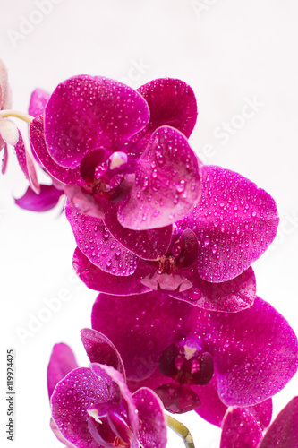 orchid with water drops