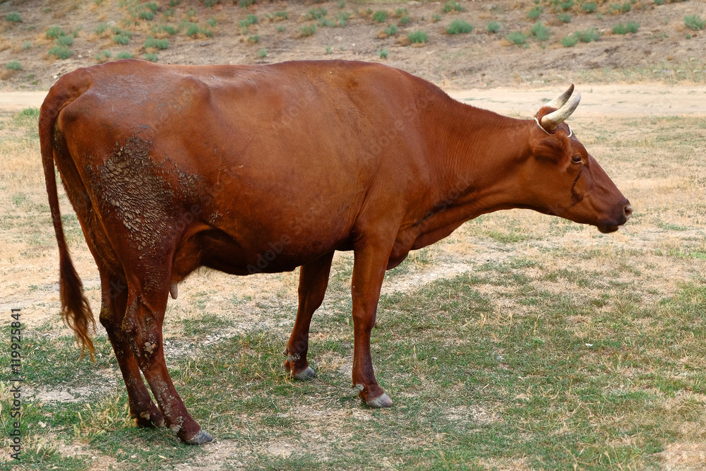 Cow grazing on a depleted pasture. Cow grazing on a depleted pasture.