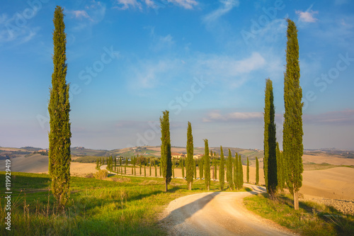 Cypresses Trees and ground road, morning - Tuscany