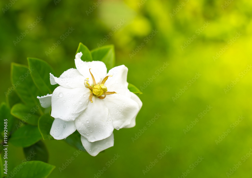 Obraz premium white flowers on green background