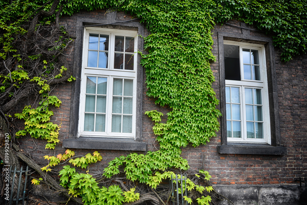 covered with ivy wall