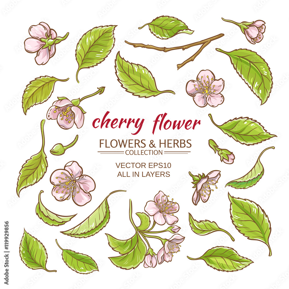Fototapeta premium cherry flowers vector set