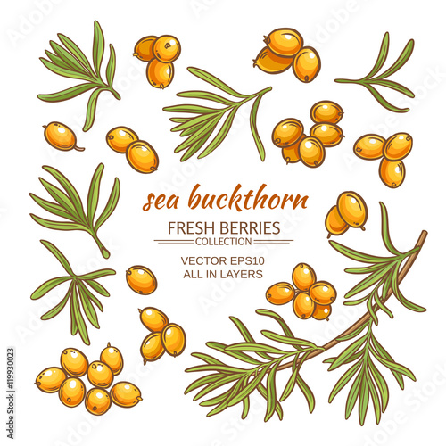 sea buckthorn vector set