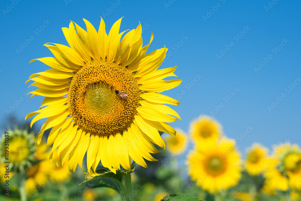 Bee with sunflower