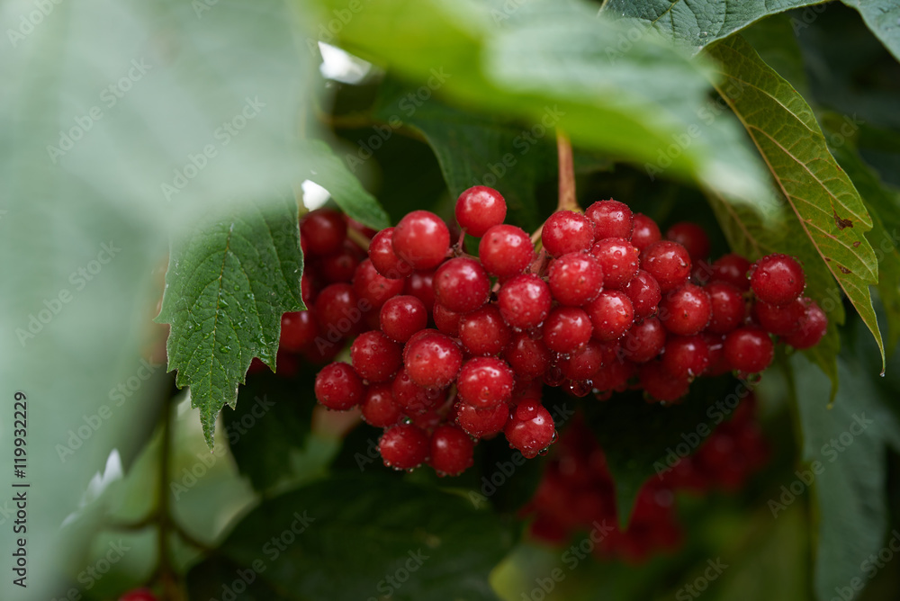 Ukraine symbol red viburnum on a bush close up Stock Photo Adobe Stock