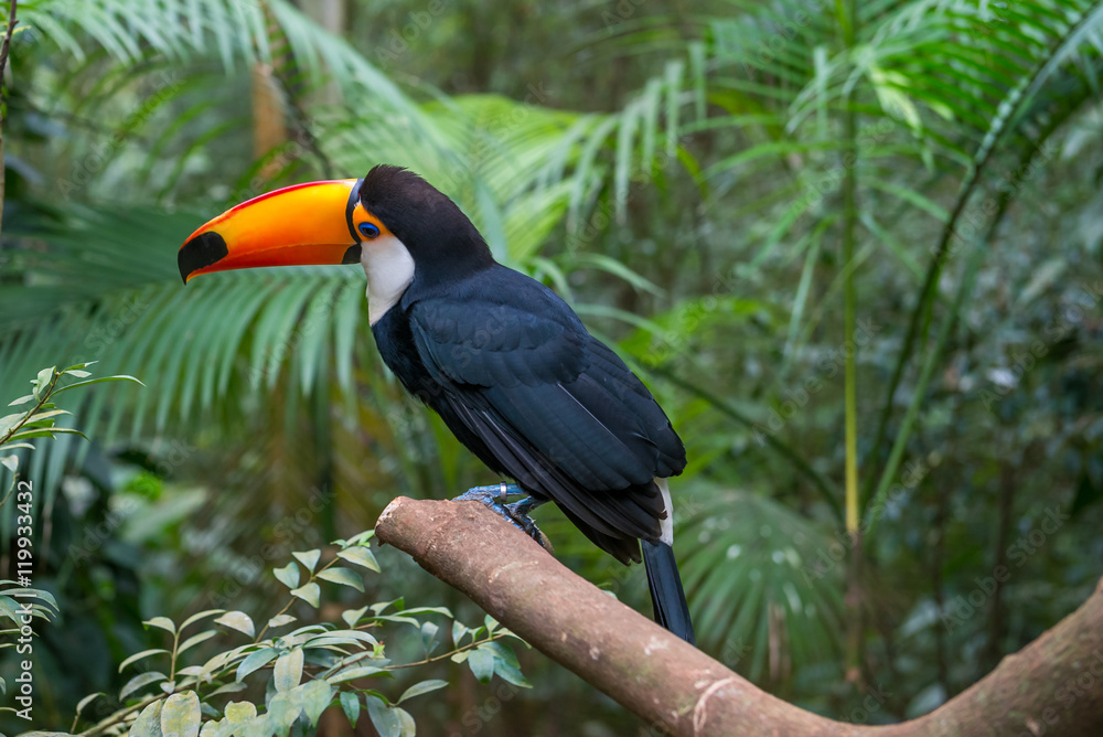 Fototapeta premium Exotic toucan brazilian bird in nature in Foz