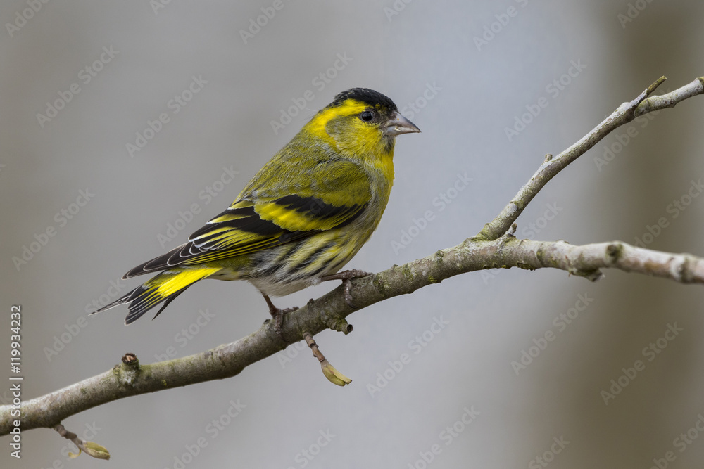 Close up view of Eurasian siskin (Spinus spinus), male Close up view of Eurasian siskin (Spinus spinus), male