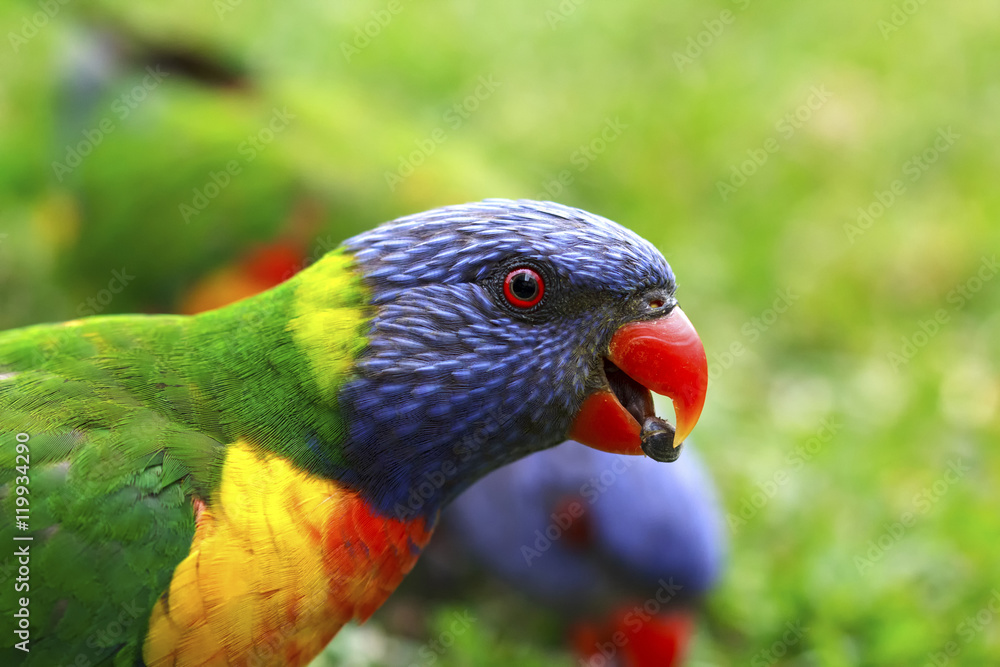 Naklejka premium Rainbow Lorikeet