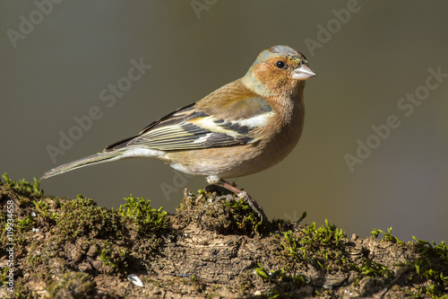 male Chaffinch (Fringilla coelebs) looking in the camera