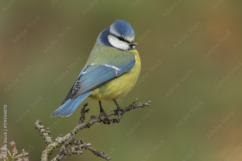 Obraz premium Blue Tit (Parus caeruleus, Cyanistes caeruleus)