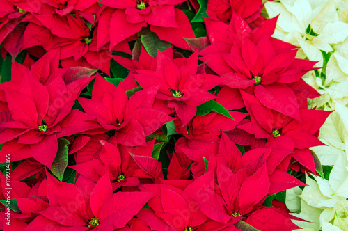 Traditional Poinsettia flowers blooming at Christmas