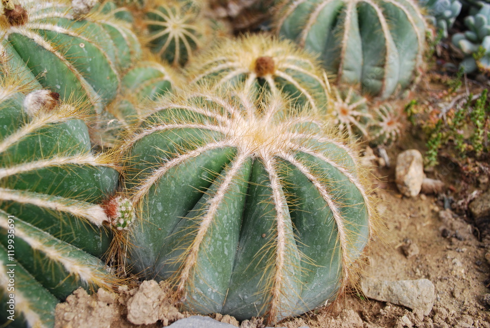 Parodia magnifica is a species of flowering plant in the Cactaceae family, native to southern Brazil. Parodia magnifica is a species of flowering plant in the Cactaceae family, native to southern Brazil.