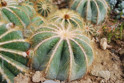 Parodia magnifica is a species of flowering plant in the Cactaceae family, native to southern Brazil.