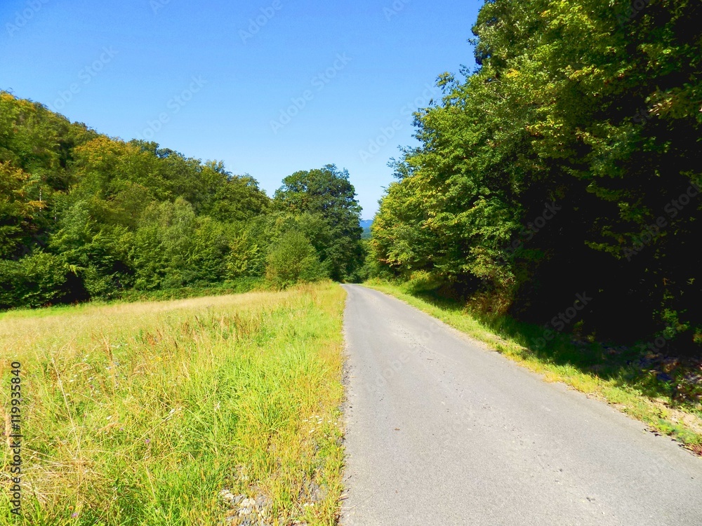 Asphalt road between meadow and deciduous forest