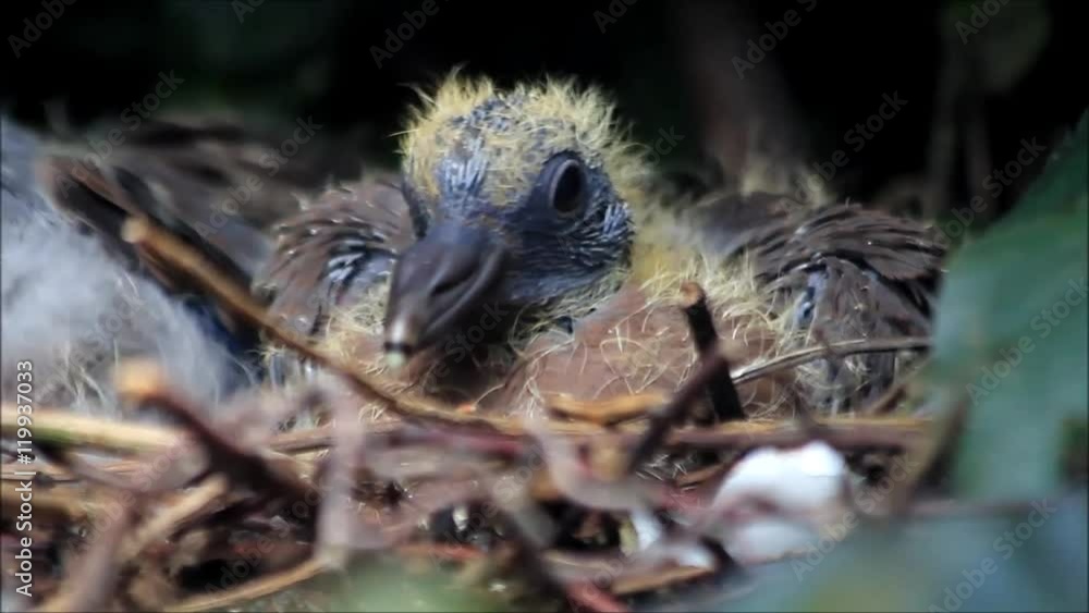 newborn pigeon baby on nest
newborn pigeon baby on nest