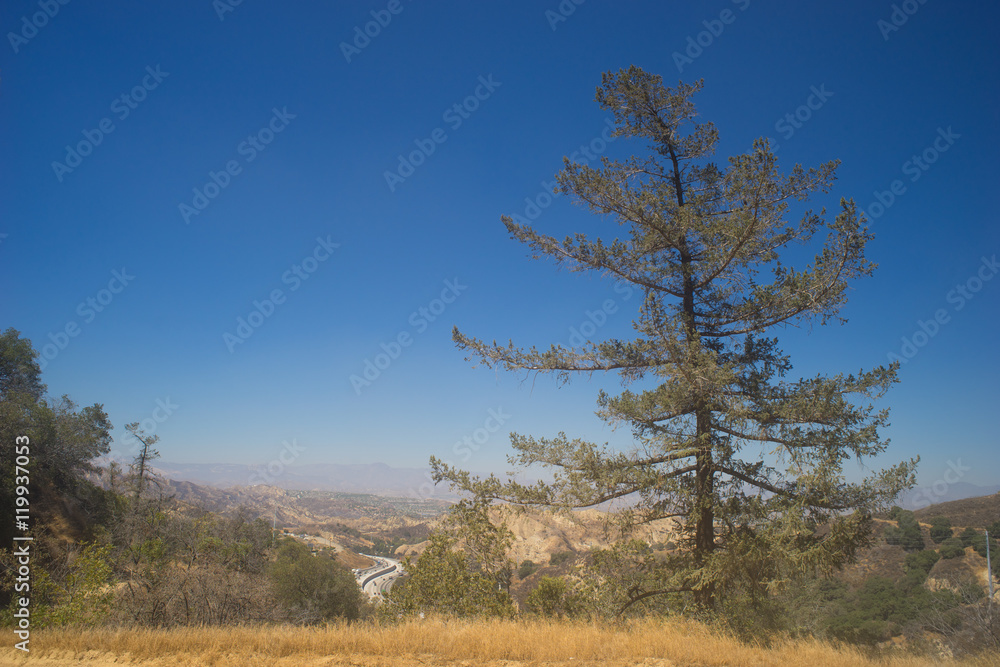 Pine over California Highway