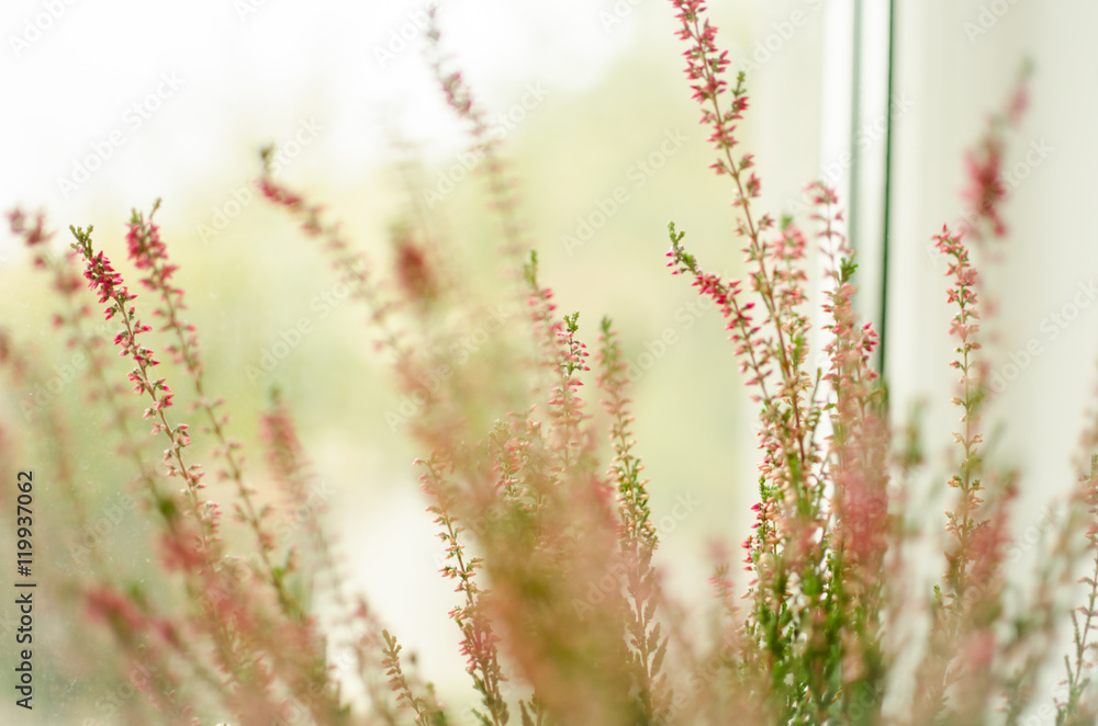 Fototapeta premium calluna vulgaris