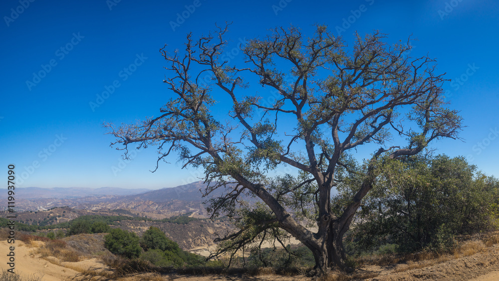 Overhanging Tree on California Mountain