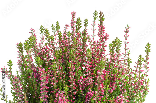 calluna vulgaris