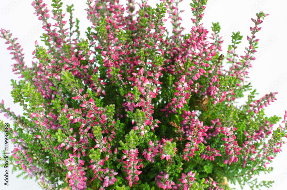 Obraz premium purple calluna vulgaris