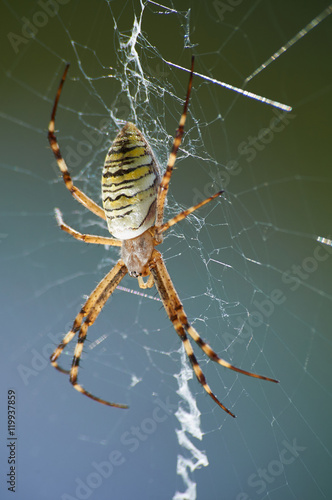 Closeup photography of striped wasp spider