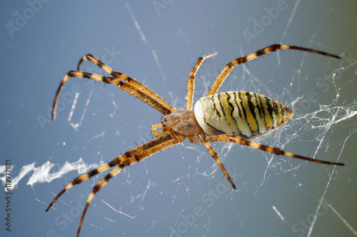 Macro photography of striped wasp spider