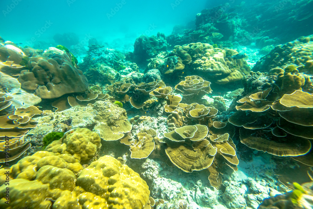 Fototapeta premium Typical seabed of Phuket, Racha Noi in Thailand. Landscape for background.