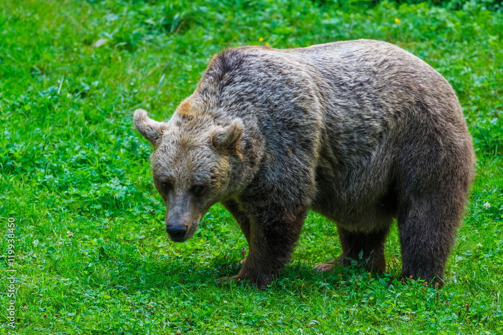 Fototapeta premium Brown bear walking on the meadow