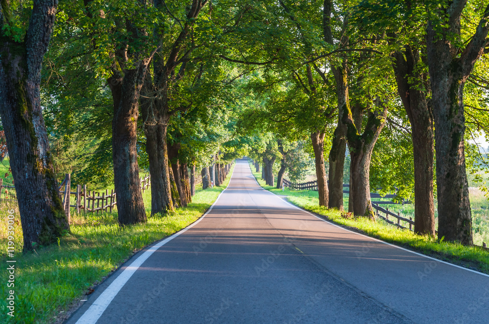 Allee in den Masuren; Polen