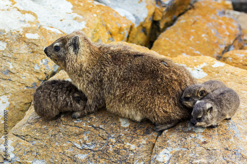 Rock Hyrax (Procavia capensis, also Dassie, Klipdassie in Afrikaans), female with babies. South Africa, Tsitsikamma National Park photo