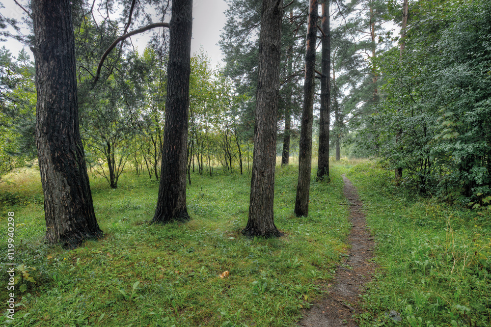 Obraz premium pine, autumn, cloudy