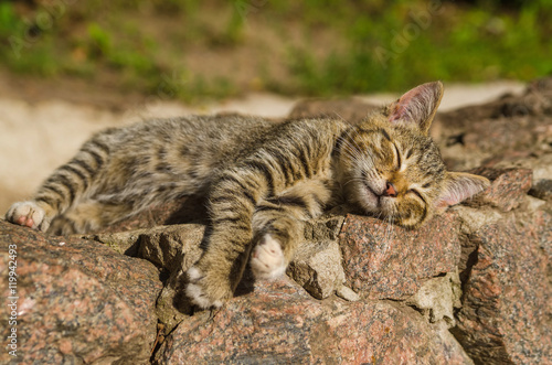 young sleeping small cat © Mikhail Ulyannikov