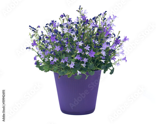 Campanula flowers in plastic pot separated on white background