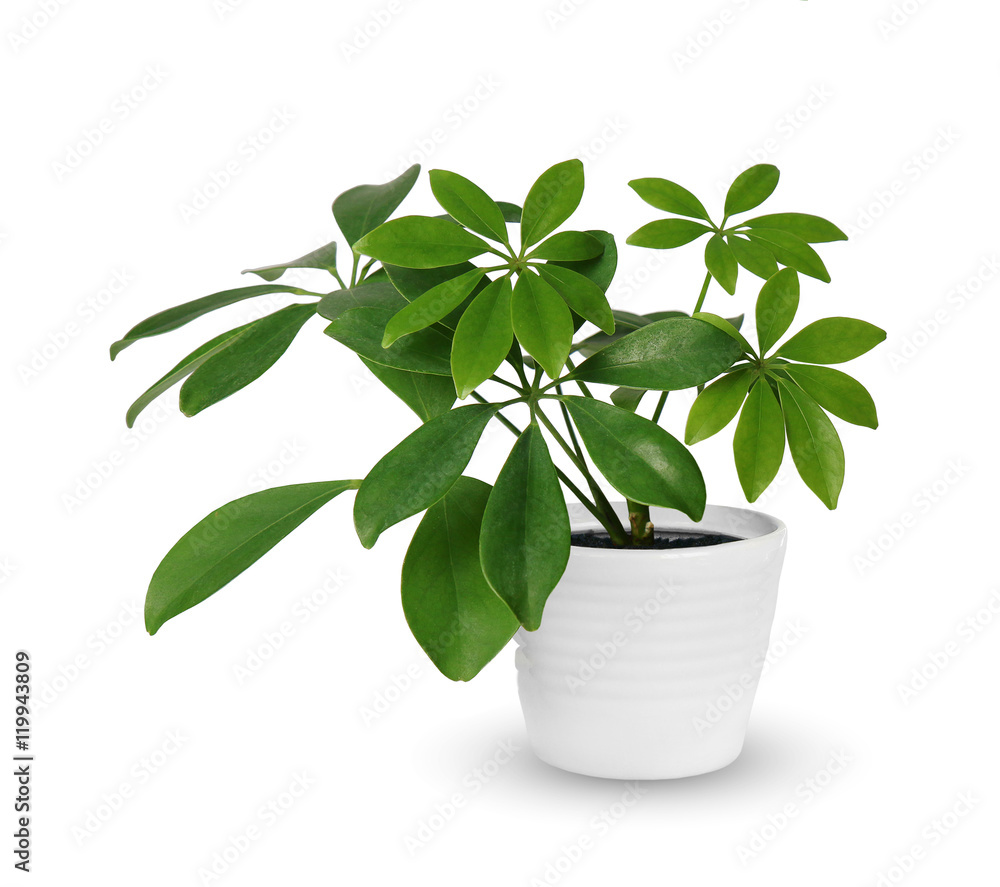 Fototapeta premium Houseplant - młody Schefflera doniczkowa roślina na białym tle nad białym