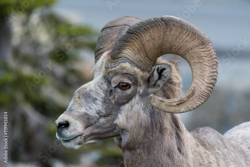 Big Horn Sheep Side View Looking Left