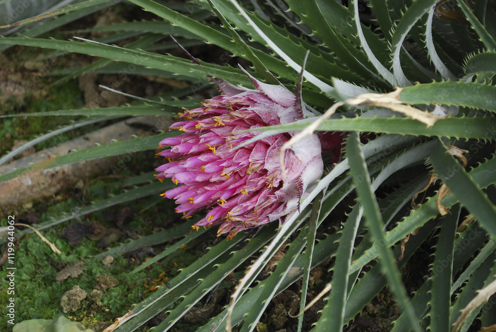 Fototapeta premium Ochagavia carnea (the Tresco rhodostachys) bloom. This species is endemic to Chile.