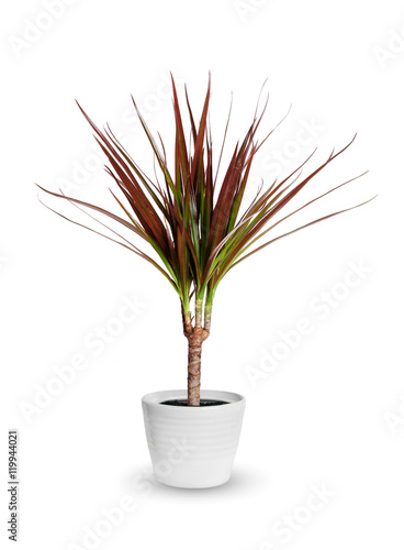 Houseplant - dracaena marginata a potted plant isolated over whi