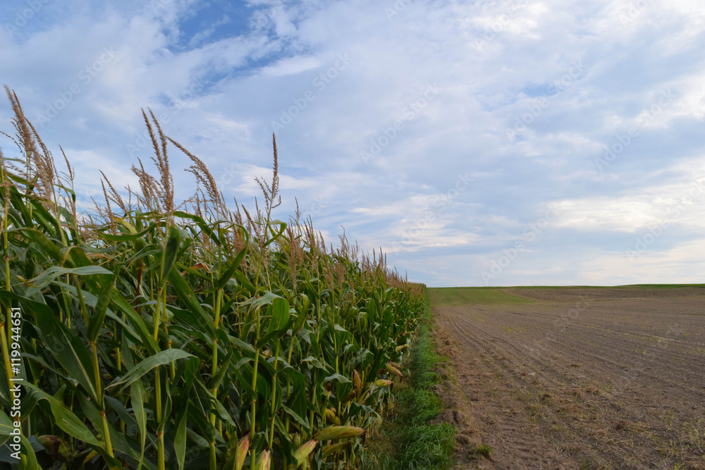 Obraz premium słneczniki