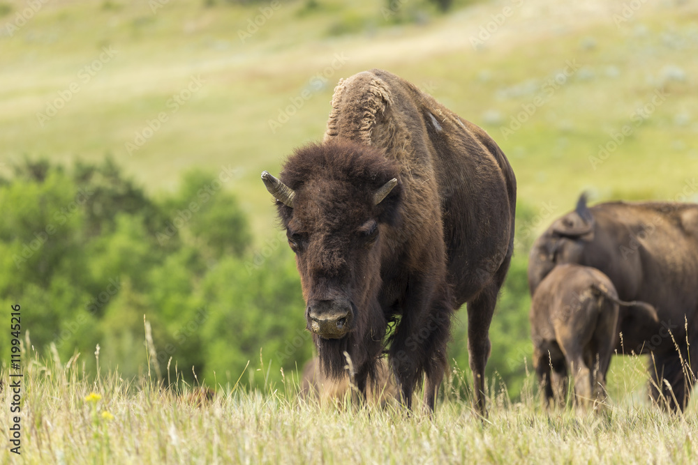 Buffalo Buffalo