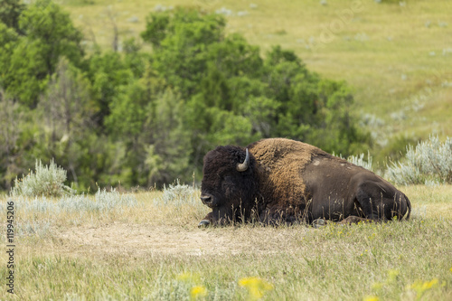 Buffalo