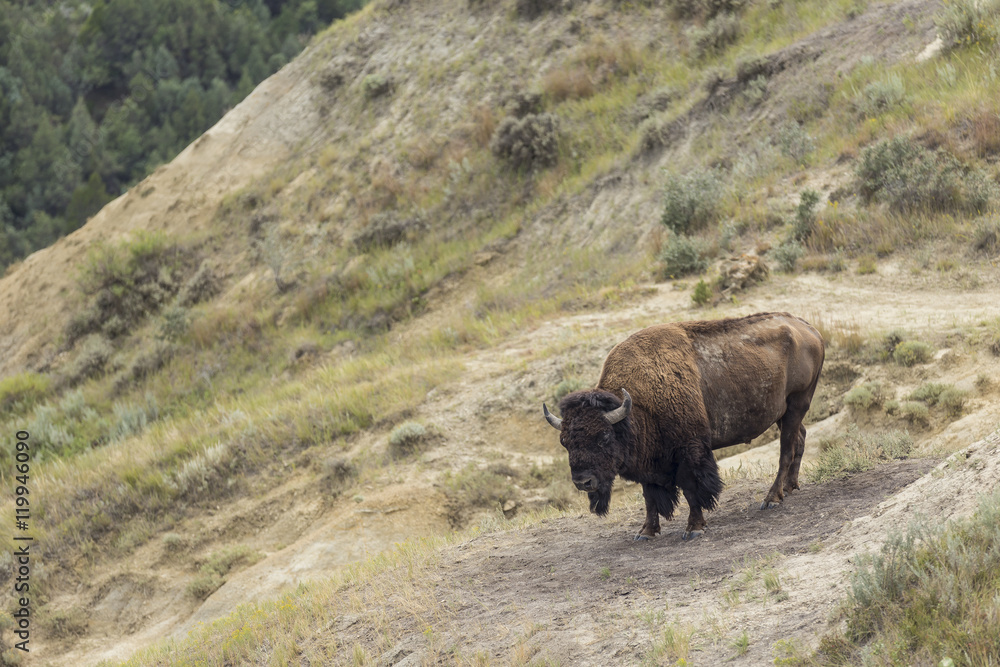 Buffalo Buffalo