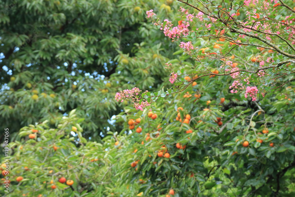 初秋の風景 百日紅 初秋の風景 百日紅