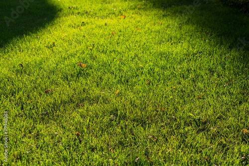 green grass in summer in field