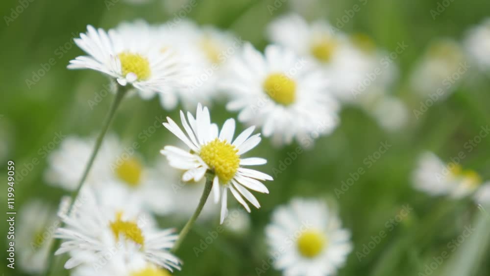 Field of common daisies in the grass spring background 4K 2160p 30fps UltraHD video - White Bellis perennis Asteraceae family beautiful buds natural background 4K 3840X2160 UHD footage Field of common daisies in the grass spring background 4K 2160p 30fps UltraHD video - White Bellis perennis Asteraceae family beautiful buds natural background 4K 3840X2160 UHD footage